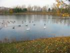 Swans and ducks in Palos Heights