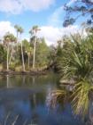 Jenkins Creek - Florida of Old!