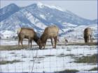 Photo taken on Bear Canyon Road near Mount Ellis Academy Winter, 2007