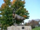 Caribou Years Ago In Aroostook County Maine Were Plentiful..Thus The Reason For Town's Name.  Caribou Is North Of Presque Isle And Benefited Greatly When Loring Air Force Base Was Open In Limestone Maine.