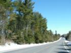 Population 4!  Here are your neighbors...trees...big ones! 