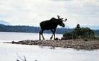Mr Moose Lives In Allagash!