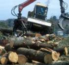 Woods And Harvesting It Are The Key In Macwahoc Plt!