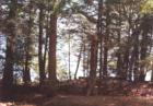 Woods, Water And Wildlife...The Three "W"'s In Northern Maine Town Of Mt Chase In The Shin Pond Village Area!