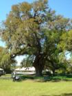 The Live Oak at Airlie Gardens
