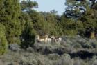 Antelope of Central Oregon