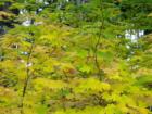 Central Oregon Foliage