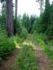 Forest Trail