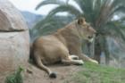 San Diego Zoo's Wild Animal Park in Escondidio, California
