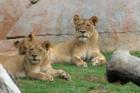 San Diego Zoo's Wild Animal Park in Escondidio, California