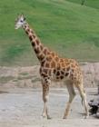 San Diego Zoo's Wild Animal Park in Escondidio, California