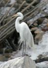 San Diego Zoo's Wild Animal Park in Escondidio, California