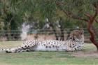 San Diego Zoo's Wild Animal Park in Escondidio, California