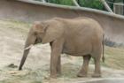 San Diego Zoo's Wild Animal Park in Escondidio, California