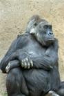 San Diego Zoo's Wild Animal Park in Escondidio, California