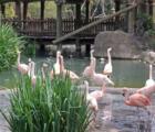 San Diego Zoo's Wild Animal Park in Escondidio, California