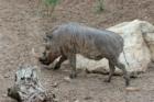 San Diego Zoo's Wild Animal Park in Escondidio, California