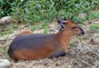 San Diego Zoo's Wild Animal Park in Escondidio, California