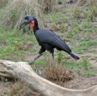 San Diego Zoo's Wild Animal Park in Escondidio, California