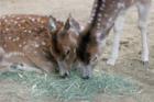 San Diego Zoo's Wild Animal Park in Escondidio, California