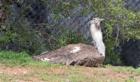 San Diego Zoo's Wild Animal Park in Escondidio, California