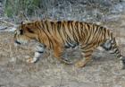 San Diego Zoo's Wild Animal Park in Escondidio, California