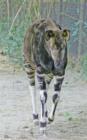 San Diego Zoo's Wild Animal Park in Escondidio, California