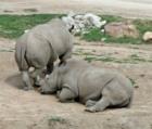 San Diego Zoo's Wild Animal Park in Escondidio, California