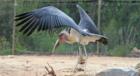 San Diego Zoo's Wild Animal Park in Escondidio, California