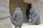 San Diego Zoo's Wild Animal Park in Escondidio, California