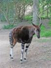San Diego Zoo's Wild Animal Park in Escondidio, California