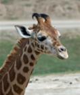 San Diego Zoo's Wild Animal Park in Escondidio, California