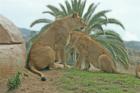 San Diego Zoo's Wild Animal Park in Escondidio, California