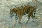 San Diego Zoo's Wild Animal Park in Escondidio, California