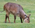 San Diego Zoo's Wild Animal Park in Escondidio, California