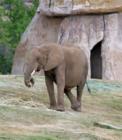 San Diego Zoo's Wild Animal Park in Escondidio, California