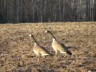 It's that time of year!  Geese in field