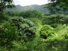 Maunawili Jungle