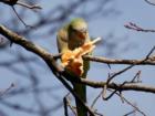 We have wild parrots here in Brooklyn, no joke. This tough guy is having a slice of pizza, no anchovies!!! 
