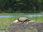 Not Many People In Quimby..in Northern Maine. Unspoiled Scenery and Wildlife!