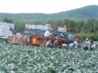 Broccoli Is Grown In Westfield Along With Potatoes And Grains.