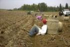 Hand Picked Potatoes In Aroostook County Is Waning...But The Road Side Stands And Organic Small Family Operations Still Thrive!