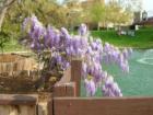 UNM Duck Pond