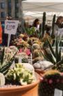 Madison's fabulous Farmers Market - the Cactus vendor is looking SHARP! (Jim witkins)