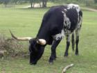 Longhorn in Round Rock On Brushy Creek Road