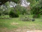 Cactus/Woods on Ranch in Round Rock