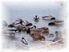 Winter at Humber Bay