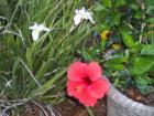 Spring in the Lowcountry