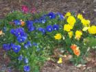Lowcountry Pansies
