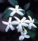 Jasmine in the Lowcountry